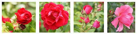 Photographs of roses